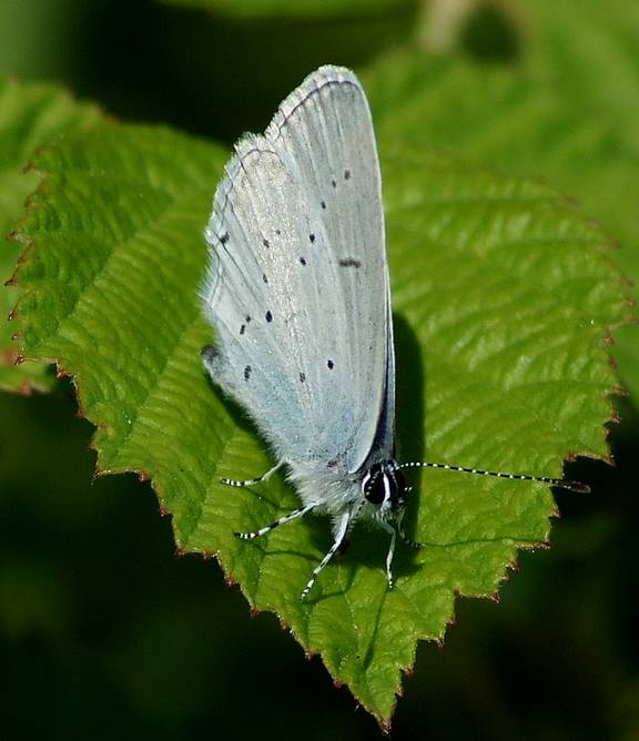 papillonArgusbleu-France.jpg