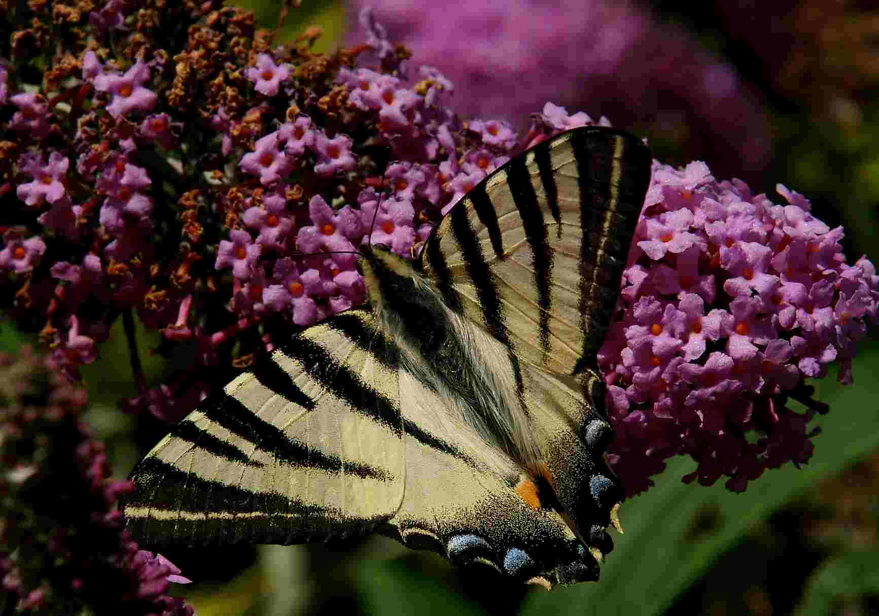 papillonFlambé-France.jpg