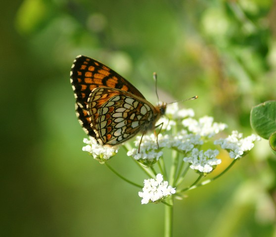 papillonLaMeliteedelagentiane-France.jpg