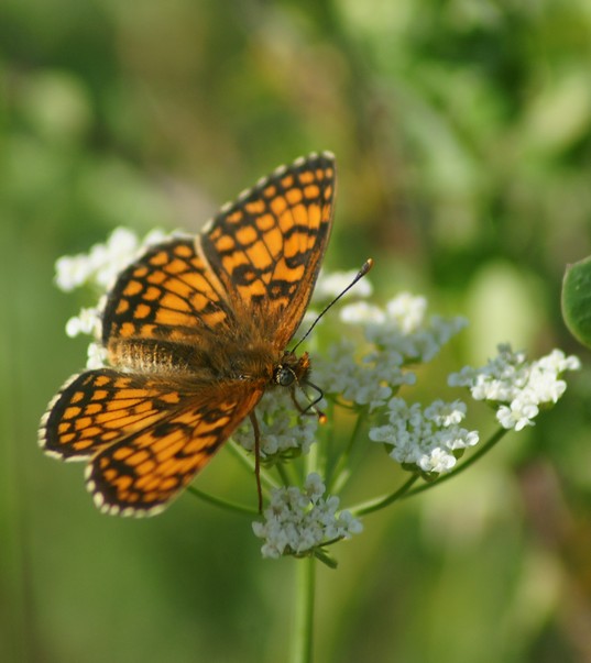 papillonLaMeliteedelagentiane2-France.jpg