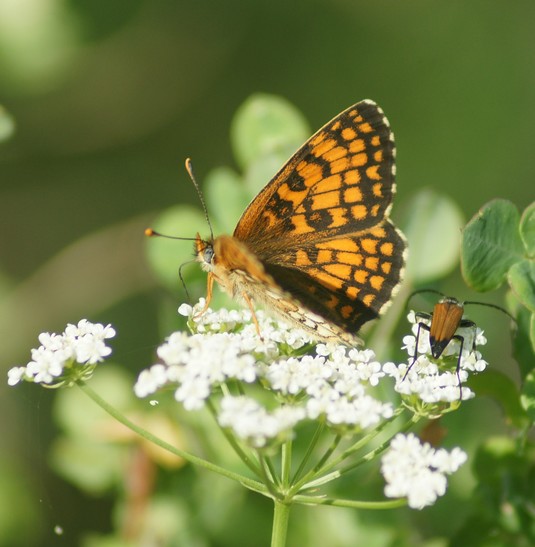 papillonLaMeliteedelagentiane3-France.jpg