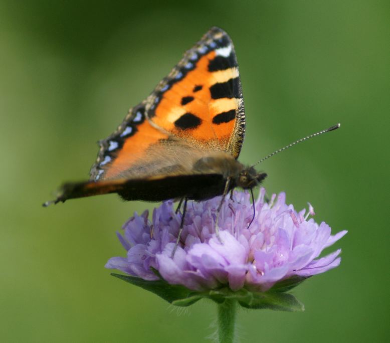 papillonLapetiteTortue-France.jpg