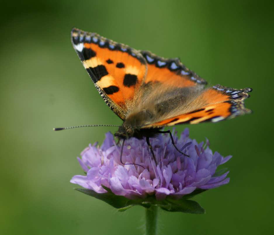 papillonLapetiteTortue2-France.jpg