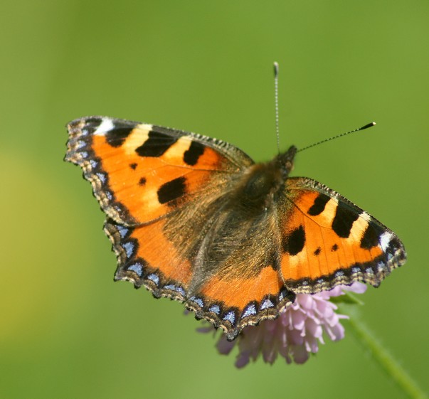 papillonLapetiteTortue3-France.jpg