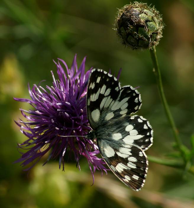 papillonLeDemideuil-France.jpg