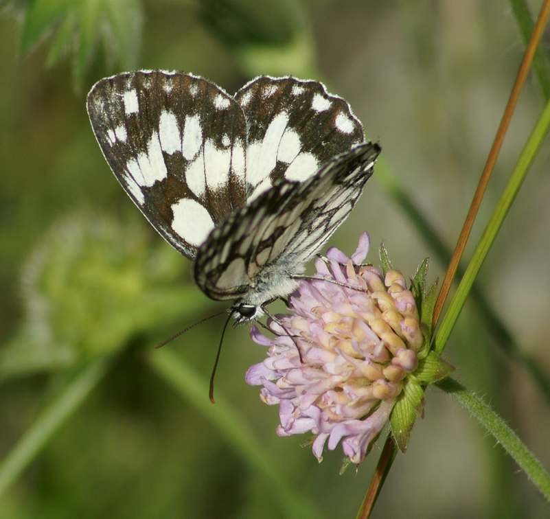 papillonLeDemideuil2-France.jpg