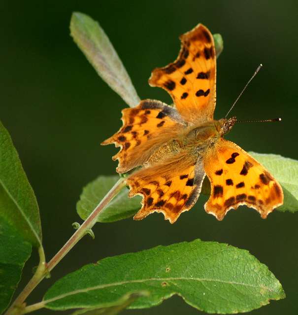 papillonLeGamma-France.jpg