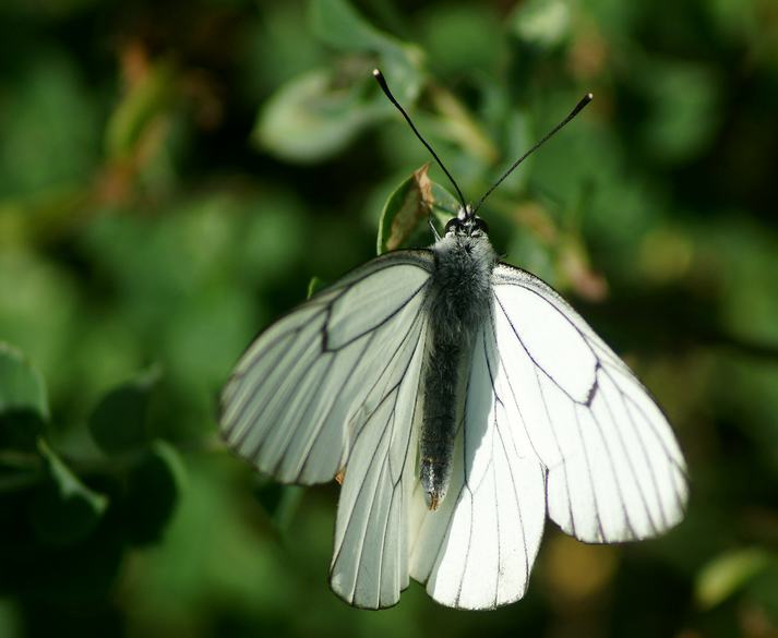 papillonLeGazé-France.jpg