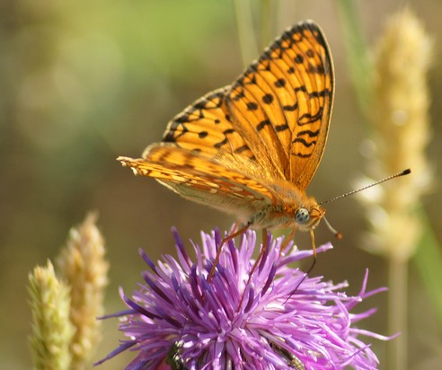 papillonLeGrandNacre-France.jpg