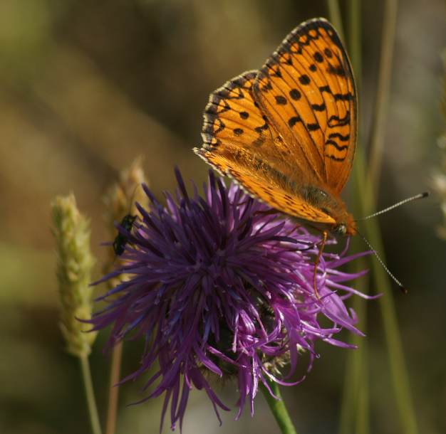 papillonLeGrandNacre2-France.jpg