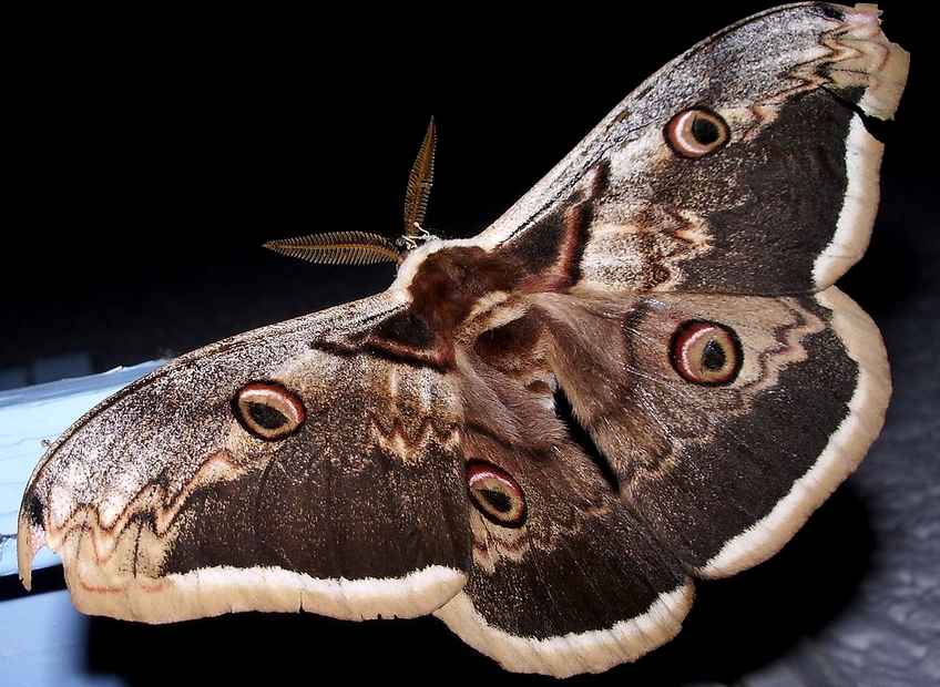 papillonLeGrandPaondenuit-France.jpg