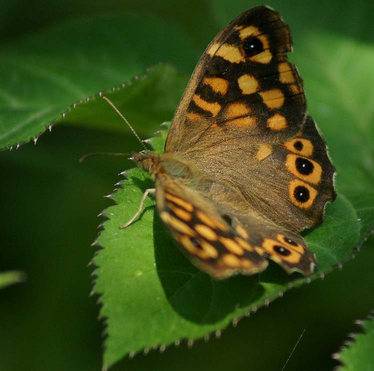 papillonLeSatyre-France.jpg