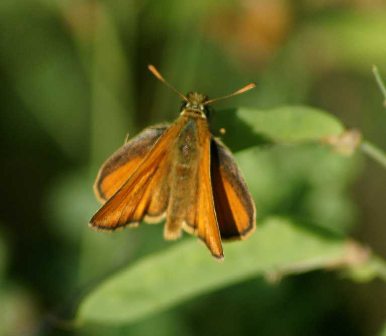 papillonLeThaumas-France.jpg