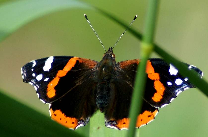 papillonLeVulcain-France.jpg