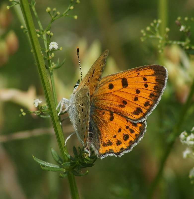 papillonunNacre-France.jpg