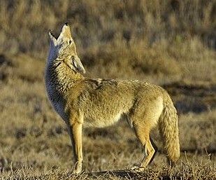 photo de coyote