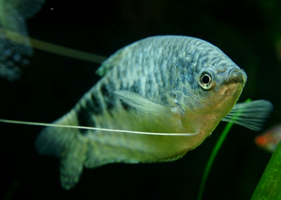 un poisson d'aquarium