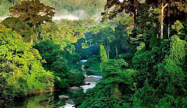 photo de la jungle de Bornéo