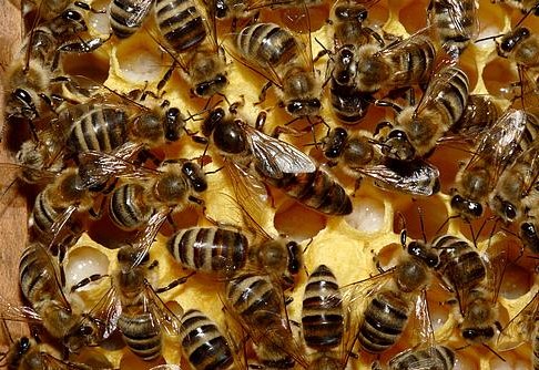 photo d'abeilles