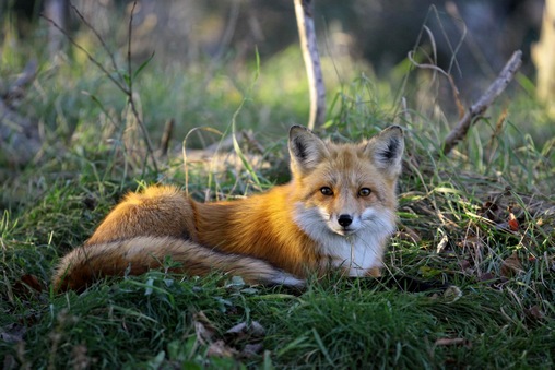 Photo du zoo de st félicien = renard