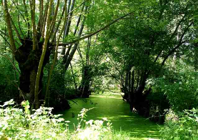 photo du Marais-Poitevin