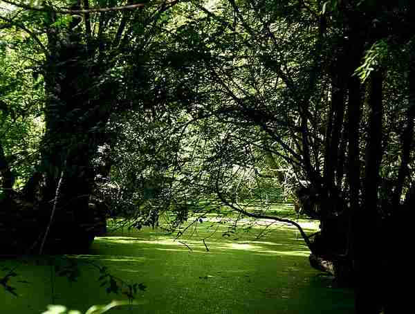 photo du Marais-Poitevin