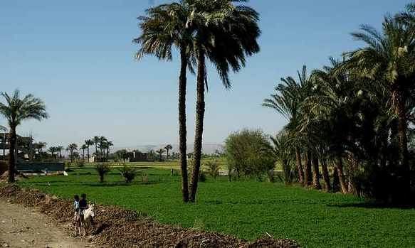 photo des champs en Egypte