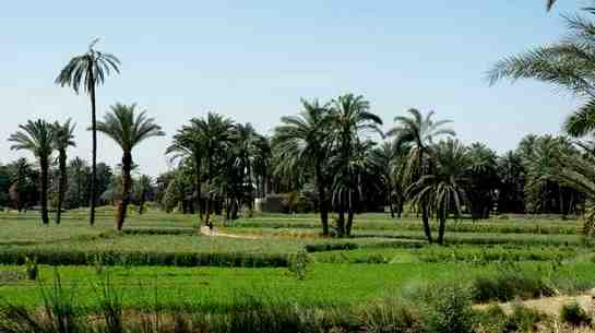 photo des champs en Egypte