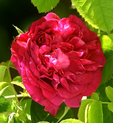 Photo de rose