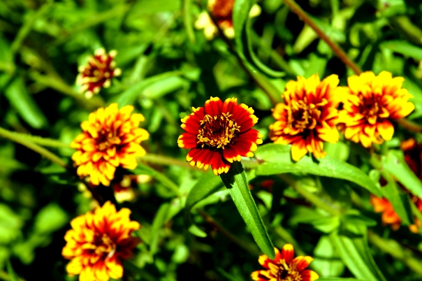 photo de fleurs de jardin